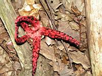 Anturus d'Archer - Clathrus archeri